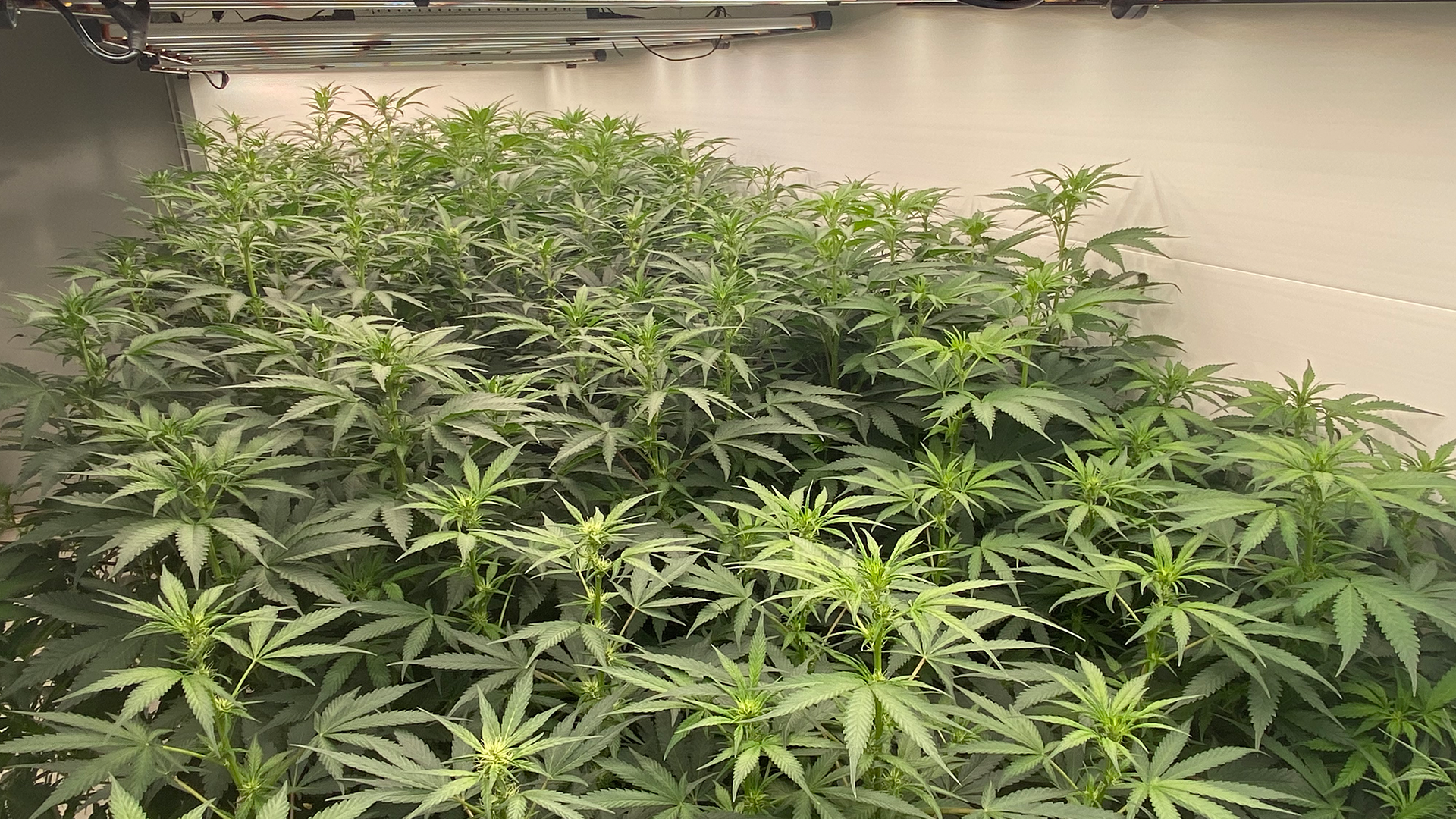 cannabis-1