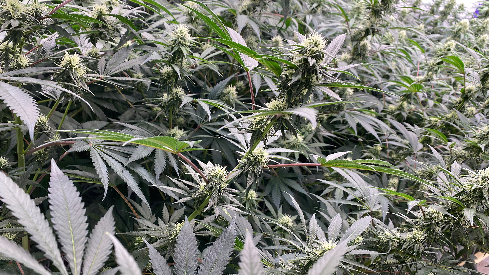 cannabis-2